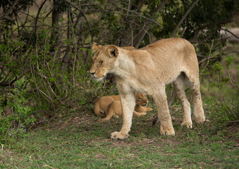 Lioness and her cub, Masai Mara