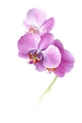 Obraz premium Watercolor orchid branch, hand drawn floral illustration isolated on a white background.