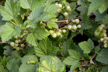 unripe green berries of currant on a branch close-up in the garden