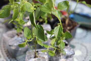 gardening in New York City midtown Manhattan