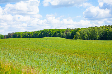 Pole pola wiosna rolnictwo wieś uprawy zboże drzewa © Dariusz