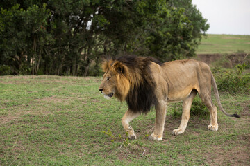 Naklejka na ściany i meble Closeup of a subadult Lion on walk at Masai Mara, Kenya