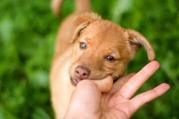 Cute blind puppy playing with hand. Handicaped dog game