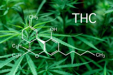 Cannabis marijuana in the defocus with image of the formula THC.