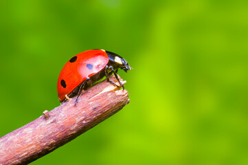 little beetle on a plant in nature