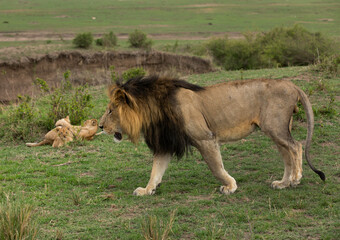 The  Lion king on walk and the cubs are watching at the backdrop,  Masai Mara, Kenya