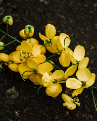 Bokeh of a bunch of flower leaves sitting on road