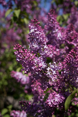 Obraz premium lilac flowers in the garden