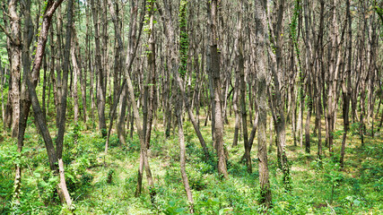 Fototapeta na wymiar 草木が生茂る森林