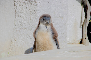 ケープペンギン