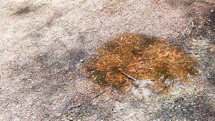 森林の道の水溜り