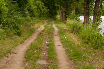 Fototapeta premium path in the woods