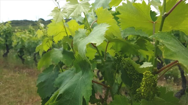 Flowers of vine and young leaves in a south italian vineyards