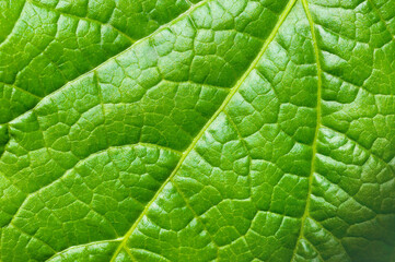 green leaf texture