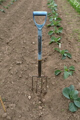Garden Fork in Garden