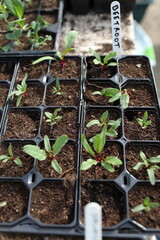 Seedlings Growing in Tray