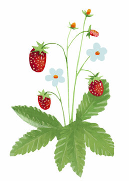 Bush of wild strawberries watercolor