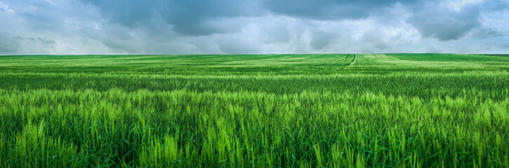 Rye green field after heavy rain, beautiful cloudly sky