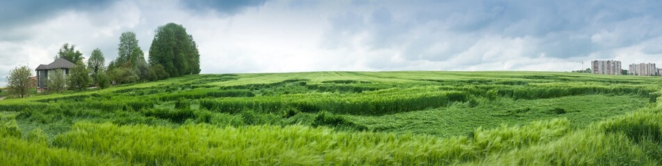 Wheat partly lying down in field after heavy rain. Problems of farmers, losses. panoramic view of rye field