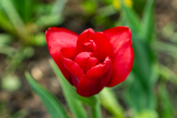 close up of red blooming tulip in a rainy day. Soft focus