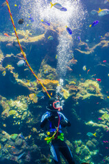 Diver in Monterey Bay Aquarium, California, USA