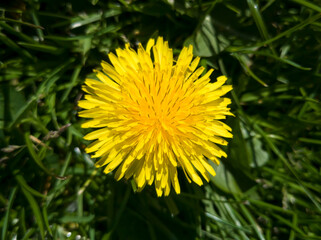 bright and  yellow dandelion flower 