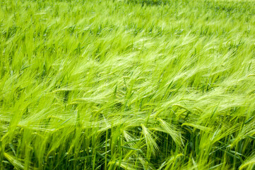 Rye spikelets close up at beginning of the summer