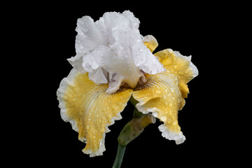 Fototapeta premium Isolate on a black background. A beautiful blooming iris called 