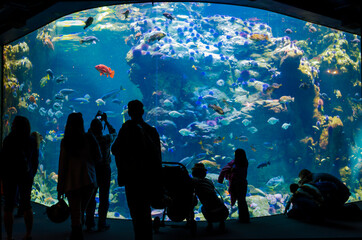 Silhouettes of Visitors in Monterey Bay Aquarium, California, USA - obrazy, fototapety, plakaty