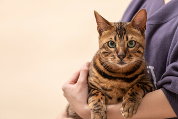 おデブなベンガル猫