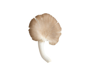 Oyster, Phoenix Mushroom isolated on white background  with clipping path