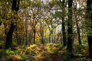Autumn forest view with the sun shining through the trees

