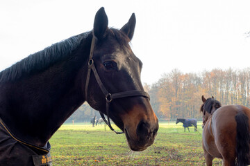 Close up of a brown horse
