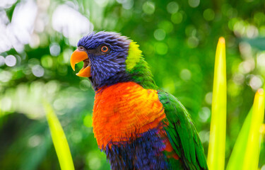 Colorful rainbow lorikeet parrot