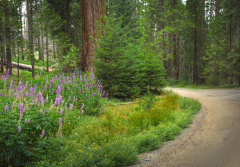 Mariposa Grove, Yosemite, Sierra Mountains, California, USA