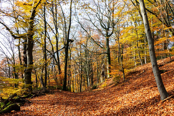 Autumn forest view with the sun shining through the trees

