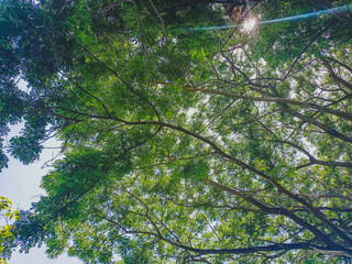 green leaves and sun