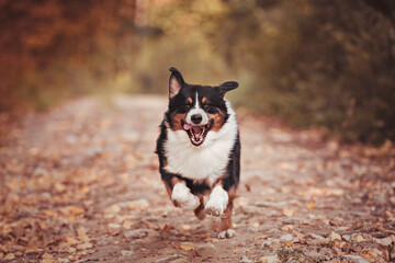 Smiling dog with his tongue sticking out runs towards the autumn day. Australian shepherd black tricolor