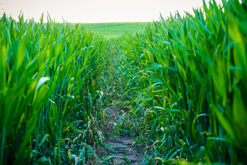 Beautiful path in a green, young wheat field in spring
