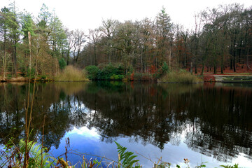 Autumn forest view with a pond near Velp, Netherlands
