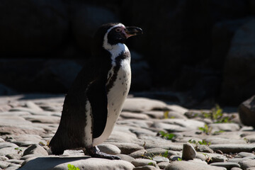 Fototapeta premium penguin on the rocks