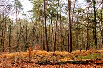 Autumn forest view with royal ferns (Osmunda regalis) near Velp, Netherlands
