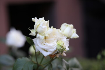 colorful houses in New York City west village manhattan