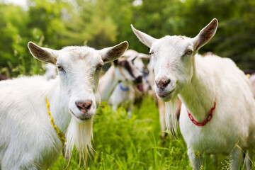 White goats in a pasture.