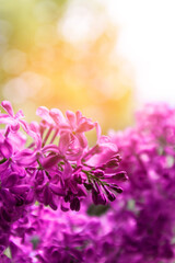 Spring nature floral background, pink purple lilac flowers. Vertical photo. Lilac blooms in the sun