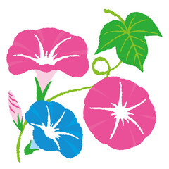 朝顔のカットイラスト