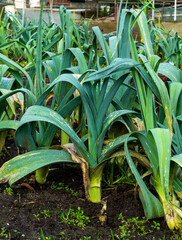 Close up of leek growing (Allium ampeloprasum)
