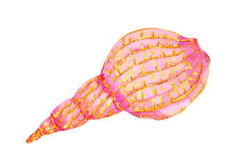 pink big seashell painted in watercolor isolated on white background