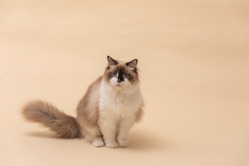 上品なラグドール猫