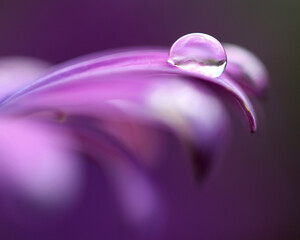 water droplet  om purple flower petal - Powered by Adobe